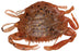 Berkley Gulp Peeler Crab 2 in.