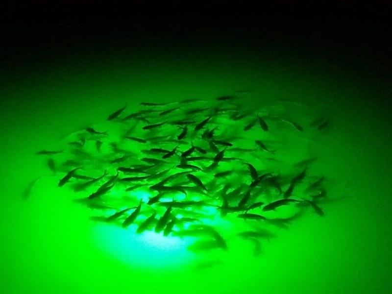 Green Monster Fishing Submersible Light
